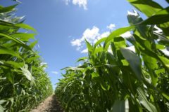 компания limagrain разработала инновационную технологию по эффективному управлению засухой hydraneo