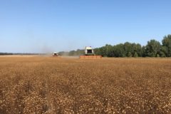 claas tucano: опыт уборки масличного льна